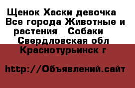 Щенок Хаски девочка - Все города Животные и растения » Собаки   . Свердловская обл.,Краснотурьинск г.